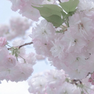 兽设设计灵感合集Furry群